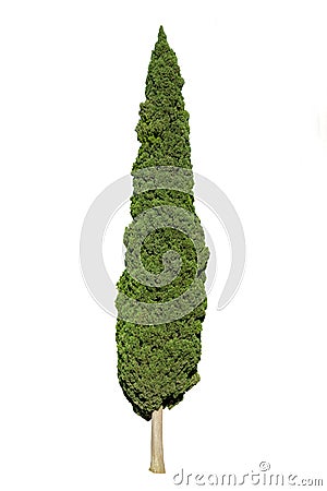 Cypress tree isolated on white Stock Photo