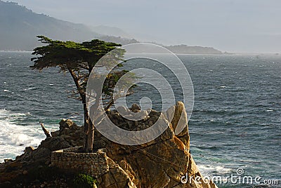 A Cypress tree in Monterey Bay Editorial Stock Photo