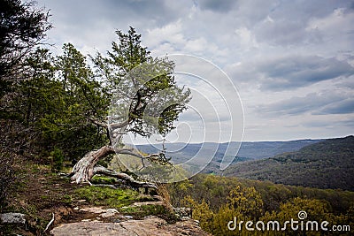 Cypress Tree Stock Photo