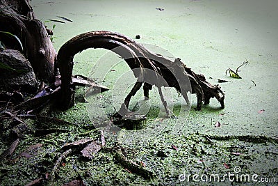 Cypress tree root looks like it is clawing at the algae Stock Photo