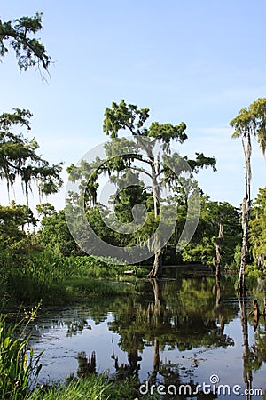 Cypress Tree in Swamp Stock Photo