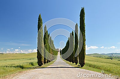 Cypress trees along rural road Stock Photo