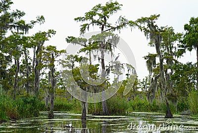 Cypress Trees in a Bayou Stock Photo