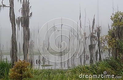 Cypress trees die out when saltwater from Lake Pontchartrain enters the freshwater swamp. Stock Photo