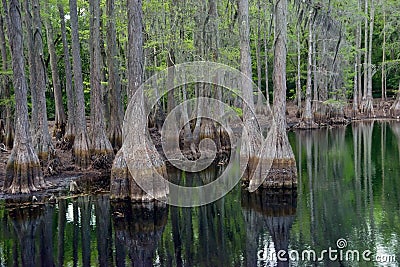 Cypress trees in Florida swamp Stock Photo