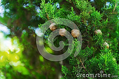 Cypress trees foto Stock Photo