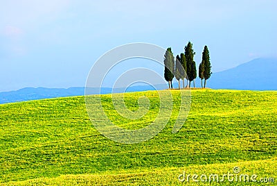 Cypress trees and green fields Stock Photo