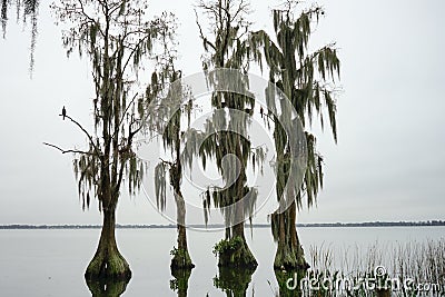 Cypress Trees grow in water Stock Photo