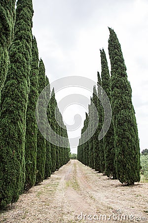 Cypress trees Stock Photo