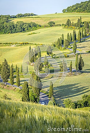 Cypress trees and a lot of turns on the road Stock Photo