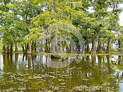 Louisiana bayou Stock Photo