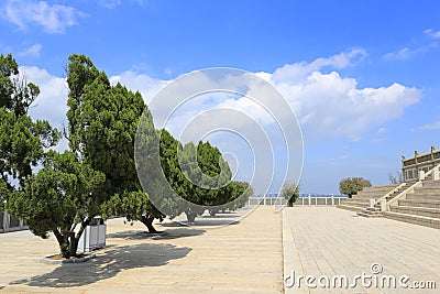 Cypress trees Stock Photo