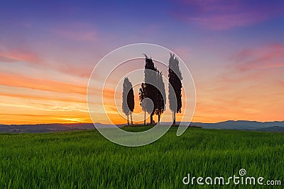 Cypress trees typical Tuscany landscape springtime at sunrise Stock Photo