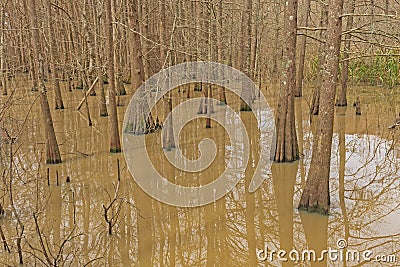 Cypress-Tupelo Wetland Forest Stock Photo