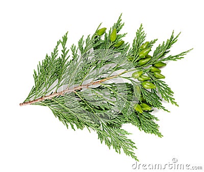 Cypress Stock Photo