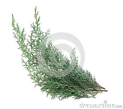 Cypress Stock Photo