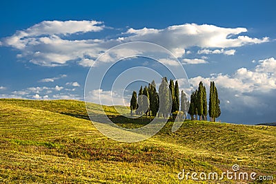 Group of cypresses in the hills of Tuscany. Classic view from Tuscany Stock Photo