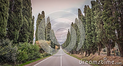 Cypresses trees of Bolgheri Stock Photo