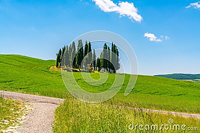 Cypresses trees in hilly tuscany field Stock Photo