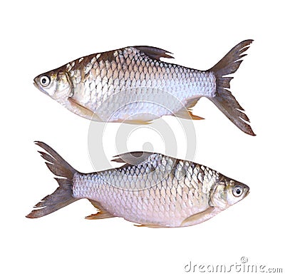 Cyprinidae or Silver barb is in the freshwater fish on white background. Stock Photo