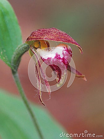 A rare Orchid, the `Ram`s Head` Stock Photo