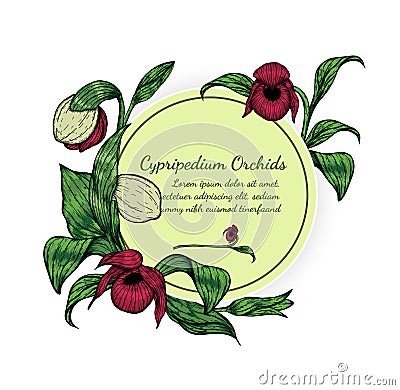 Cypripedium orchids card by hand drawing Vector Illustration