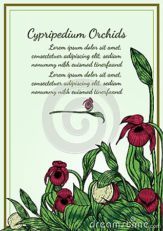 Cypripedium orchids card by hand drawing Vector Illustration