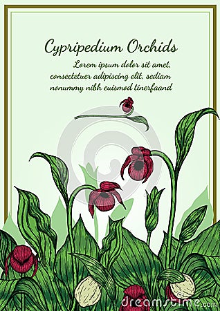 Cypripedium orchids card by hand drawing Vector Illustration