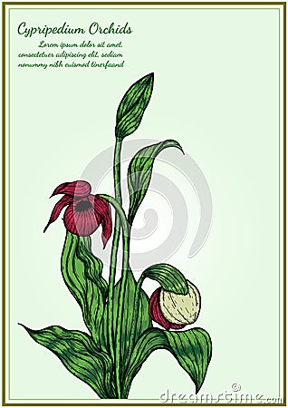 Cypripedium orchids card by hand drawing Vector Illustration