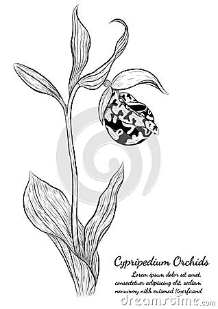 Cypripedium orchids by hand drawing Vector Illustration