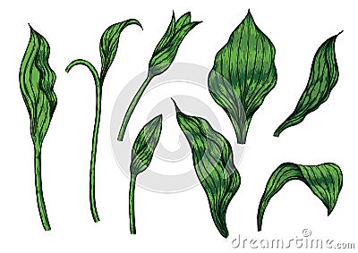 Cypripedium orchids leaves by hand drawing. Vector Illustration