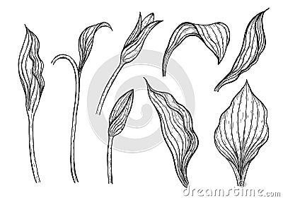 Cypripedium orchids leaves by hand drawing. Vector Illustration