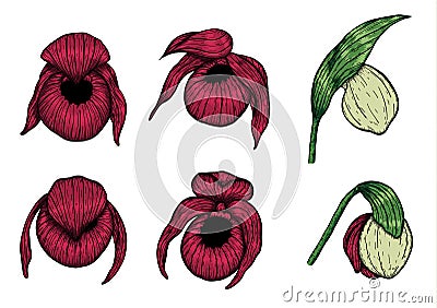 Cypripedium orchids leaves by hand drawing. Vector Illustration