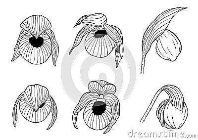 Cypripedium orchids set by hand drawing. Vector Illustration