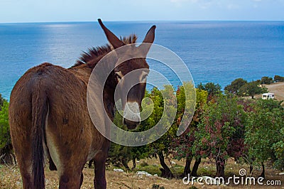 Cyprus donkey Stock Photo