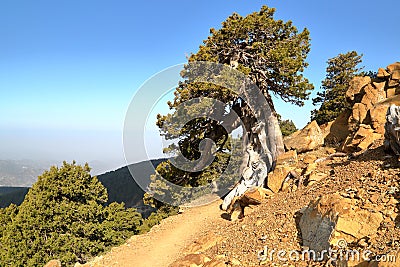 CYPRUS: Juniper tree near Olympus mountain in Troodos mountains Stock Photo