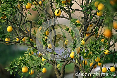 CYPRUS LARNAKA ORANGE TREE Stock Photo