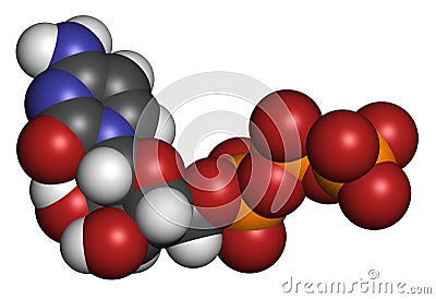 Cytidine triphosphate (CTP) RNA building block molecule. Also functions as cofactor to some enzymes. Atoms are represented as Stock Photo