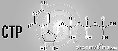 Cytidine triphosphate or CTP RNA building block molecule. Also functions as cofactor to some enzymes. Skeletal formula. Vector Illustration
