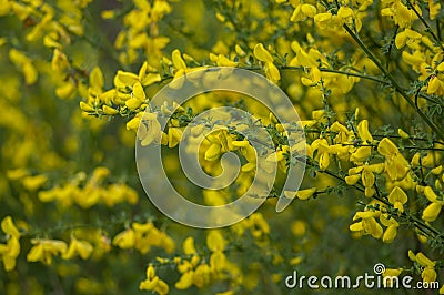 Cytisus scoparius yellow wild flowering common broom in bloom, scotch perennial leguminous flowering shrub Stock Photo