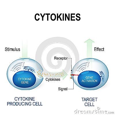 Cytokines include interferons, interleukins, lymphokines Vector Illustration