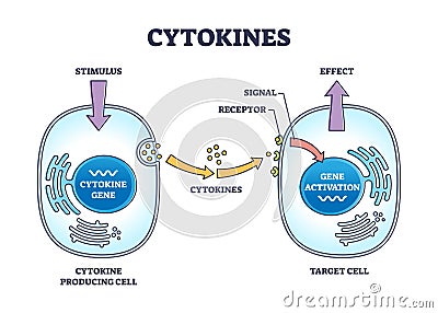 Cytokines process as micro proteins for cell signaling outline diagram Vector Illustration