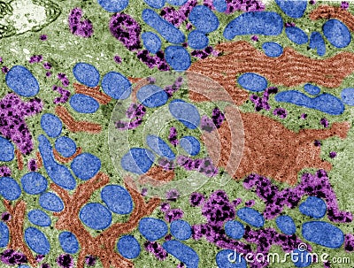 Cytoplasm. Cell organelles. False colour TEM Stock Photo