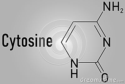 Cytosine pyrimidine nucleobase component. One of the bases found in DNA and RNA. Skeletal formula. Vector Illustration