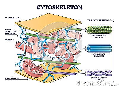 Cytoskeleton structure as complex protein filaments network outline diagram Vector Illustration