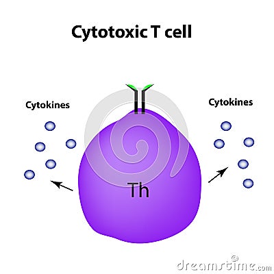 Cytotoxic cells. Cytokines. Cell immunity. Infographics. Vector illustration Vector Illustration