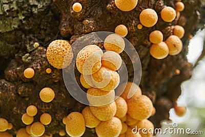Cyttaria darwinii is a spongy orange colorred and edable mushroom growing on trees in the southern hemisphere. Stock Photo