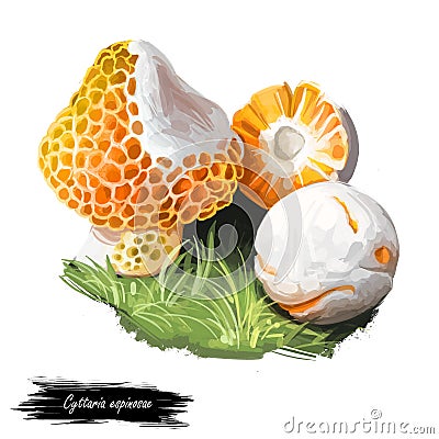 Cyttaria espinosae Digguene Lihuene or Quidene, orange-white colored edible ascomycete fungus native to Chile. Edible fungus Cartoon Illustration