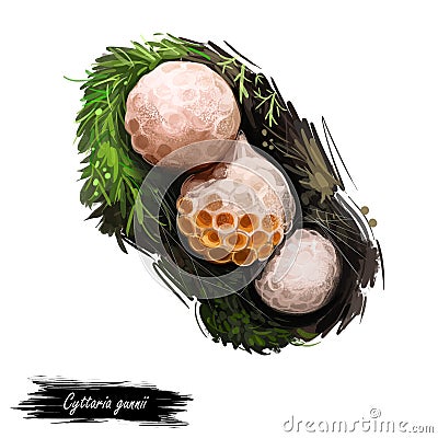 Cyttaria gunnii myrtle or beech orange-white colored and edible ascomycete fungus native to Australasia. Edible fungus isolated on Cartoon Illustration