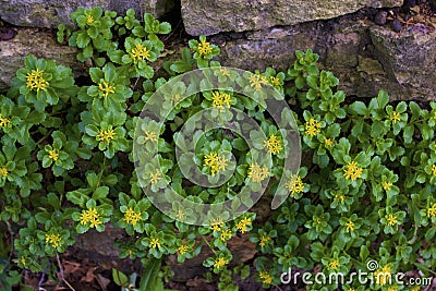 Czar\\`s Gold Sedum 814576 Stock Photo